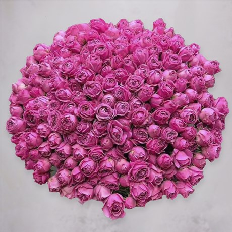 Букет цветов 101 роза Нежно розовая - фото 5353